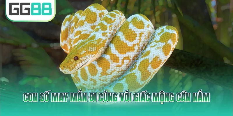 Con số may mắn đi cùng với giấc mộng cần nắm