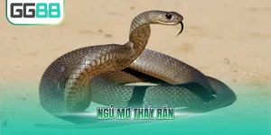 ngủ mơ thấy rắn