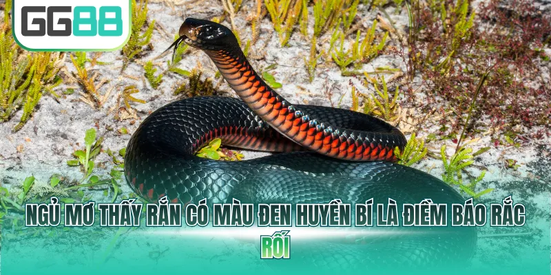 Ngủ mơ thấy rắn có màu đen huyền bí là điềm báo rắc rối