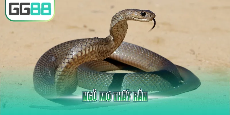 ngủ mơ thấy rắn